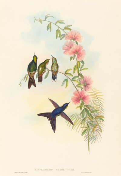 Ramphomicron microrhyncha (Kleinbekdoornvogel) door John Gould and H.C. Richter