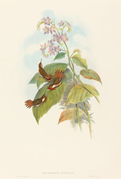 Selashorus scintilla (Scintillerende kolibrie) door John Gould and H.C. Richter