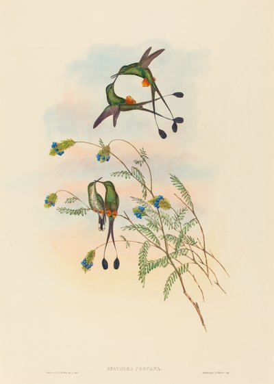 Spathura peruana (Peruaanse Racketstaart) door John Gould and H.C. Richter