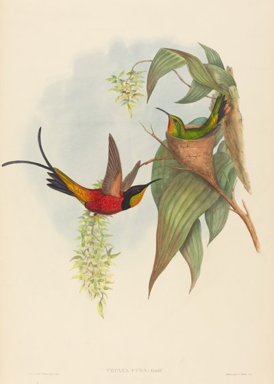 Topaza pyra door John Gould and H.C. Richter
