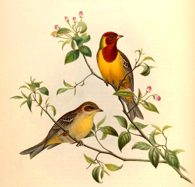 Roodkopgors Emberiza bruniceps Brandt door John Gould and Henry C. Richter