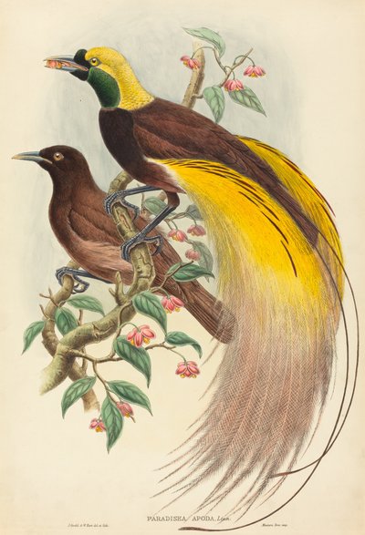 Paradijsvogel door John Gould and W. Hart