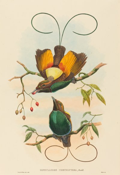Diphyllodes chrysoptera (Prachtige paradijsvogel) door John Gould and W. Hart