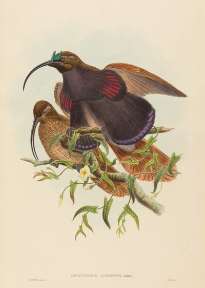 Drepanornis albertisi (Zwartbek Sikkelsnavel Paradijsvogel) door John Gould and W. Hart