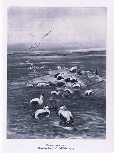 Eidereenden baltsen, Natuur in Groot-Brittannië uitgegeven door Collins, 1946 door John Guille Millais