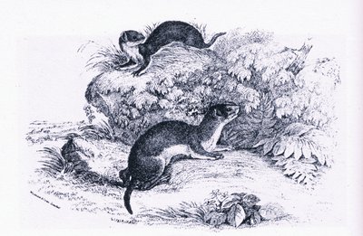 Studies van dassen, Natuur in Groot-Brittannië uitgegeven door Collins door John Guille Millais