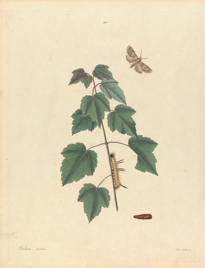Phalaena Aceris. Acer Rubrum (Grijze Esdoornmot, Rode Esdoorn), Plaat 93 uit James Edward Smith, de 