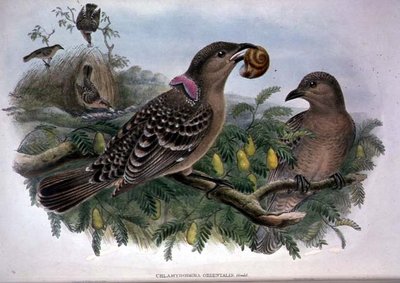 Chlamydera Orientalis door John and Hart William Gould