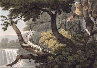 Mexicaanse hagedisvanger, gegraveerd door Matthew Dubourg, uitgegeven door Edward Orme door John Heaviside Clark