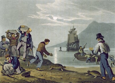 Schildpadden Vangen op Land, gegraveerd door Matthew Dubourg, gepubliceerd door Edward Orme, 1813 door John Heaviside Clark
