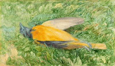 Gouden roodborst (Noordelijke wielewaal) door John Henry Hill