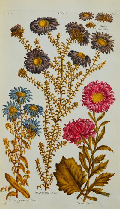 Aster, 1759-73 door John Hill