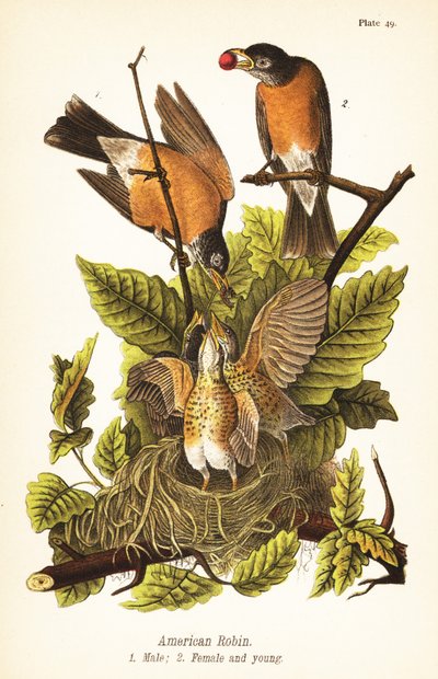 Amerikaanse roodborst, Turdus migratorius, mannetje 1, vrouwtje 2 en jongen in nest door John James (after) Audubon