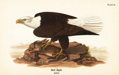 Amerikaanse zeearend, Haliaeetus leucocephalus, volwassen met konijnenprooi door John James (after) Audubon