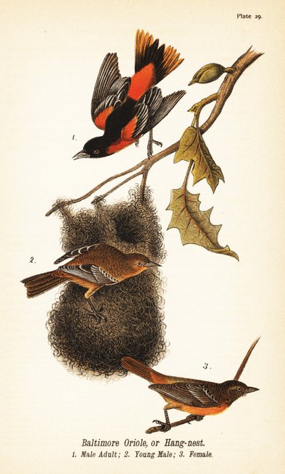 Baltimore troepiaal of hangnest, Icterus galbula door John James (after) Audubon