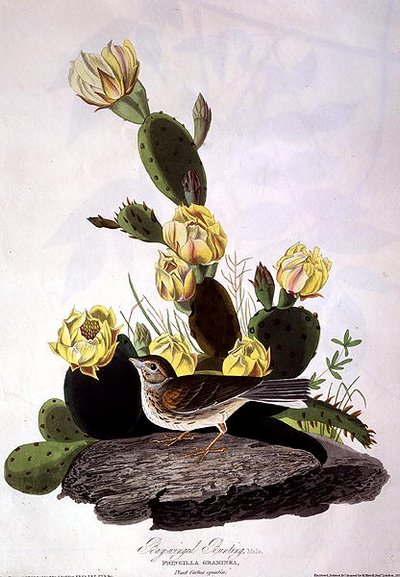 Bay-Winged Bunting, uit 