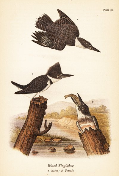 Gordelijsvogel, Megaceryle alcyon, mannetjes 1, vrouwtje 2 door John James (after) Audubon