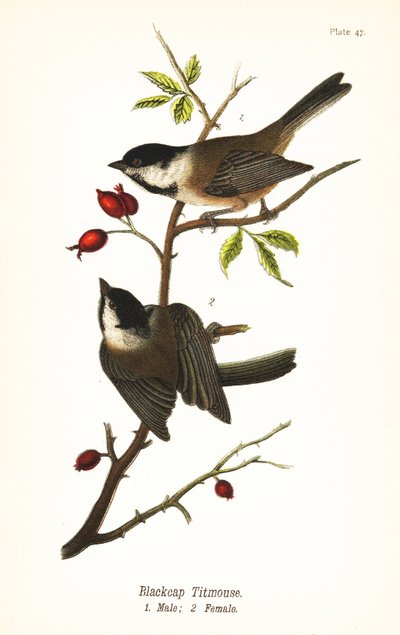Zwartkopmees, Poecile atricapillus door John James (after) Audubon