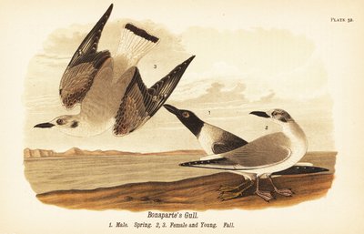 Bonapartes meeuw, Chroicocephalus philadelphia, mannetje lente 1, vrouwtje 2 en jong 3 in herfstkleed door John James (after) Audubon