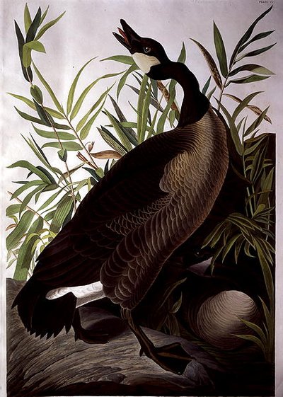 Canadese gans, uit 