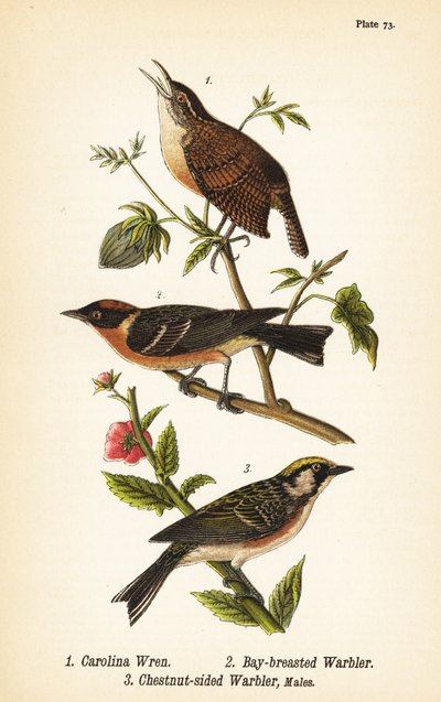 Carolina winterkoning, Thryothorus ludovicianus 1, kastanjeborstzanger, Setophaga castanea 2, kastanjebuikzanger, Setophaga pensylvanica 3 door John James (after) Audubon