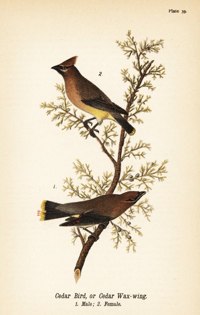 Cederpestvogel, Bombycilla cedrorum, mannetje 1, vrouwtje 2 door John James (after) Audubon