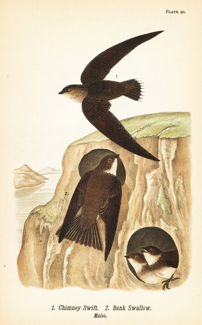 Schoorsteenzwaluw, Chaetura pelagica 1, oeverzwaluw, Riparia riparia 2, mannetjes door John James (after) Audubon