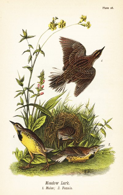 Oostelijke weidespreeuw, Sturnella magna door John James (after) Audubon