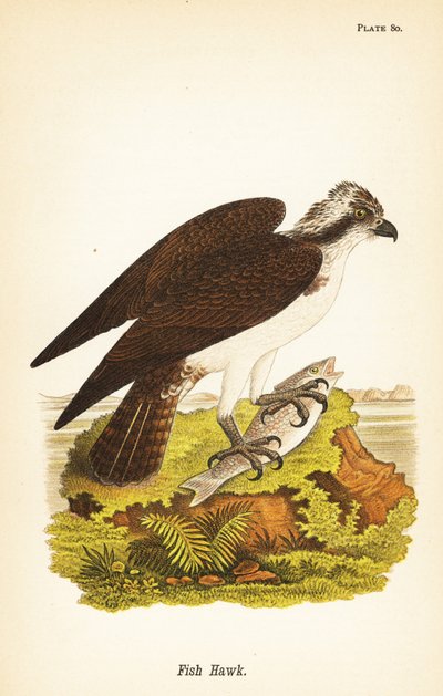 Visarend, Pandion haliaetus door John James (after) Audubon