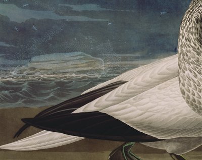 Jan-van-genten, uit 