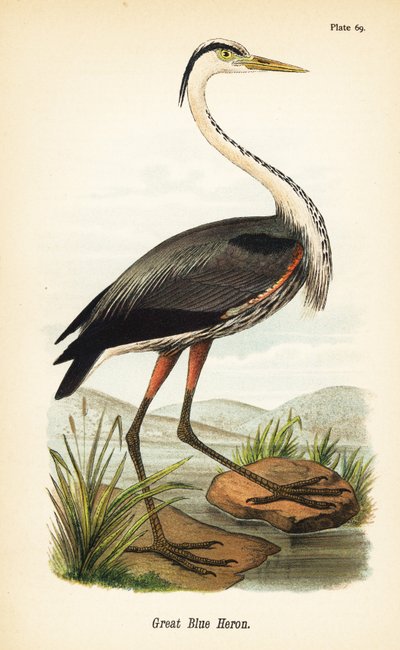 Grote blauwe reiger, Ardea herodias door John James (after) Audubon