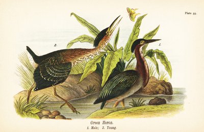 Groene reiger, Butorides virescens, mannetje en jong door John James (after) Audubon