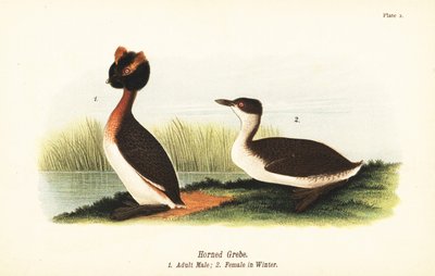Kuifduiker, Podiceps auritus, volwassen mannetje en vrouwtje in winterkleed door John James (after) Audubon
