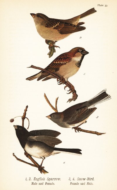 Huismus, Passer domesticus, en donkere junco, Junco hyemalis door John James (after) Audubon