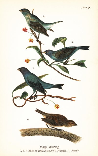 Indigogors, Passerina cyanea, mannetjes in verschillende verenkleedstadia 1,2,3, en vrouwtje 4 door John James (after) Audubon