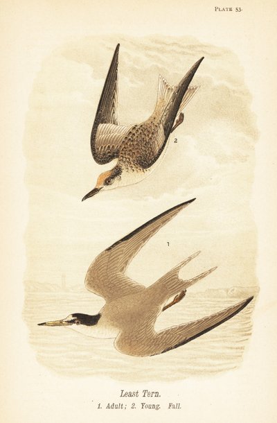 Dwergstern, Sternula antillarum, volwassen en jong in herfstkleed door John James (after) Audubon