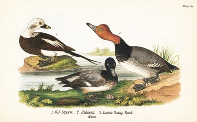 Langstaart eend, Clangula hyemalis 1, roodkop, Aythya americana 2, en kleine tafeleend, Aythya affinis 3 door John James (after) Audubon