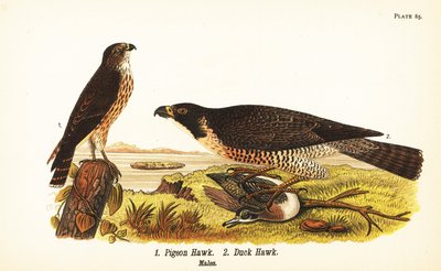 Sperwer, Falco columbarius 1, en slechtvalk met eend, Falco peregrinus 2 door John James (after) Audubon