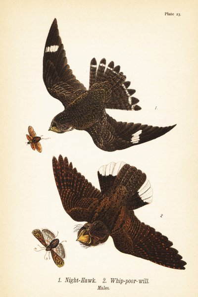 Nachtzwaluw, Chordeiles minor 1 en oostelijke whip-poor-will, Antrostomus vociferus, whip-poor-will 2, mannetjes door John James (after) Audubon