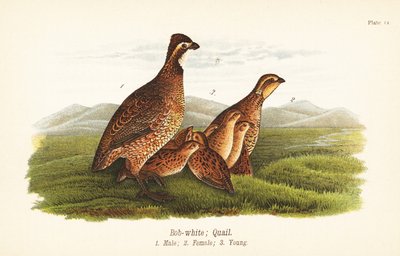 Noordelijke bobwhite, Colinus virginianus door John James (after) Audubon