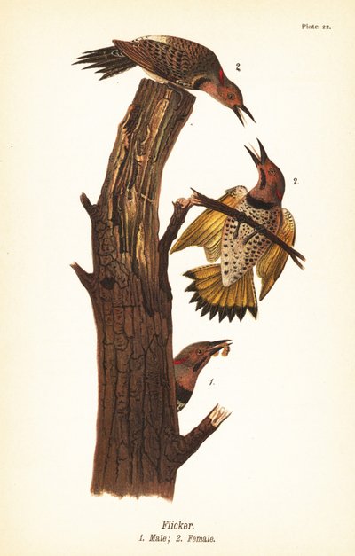 Goudspecht, Colaptes auratus door John James (after) Audubon