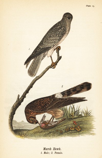 Noordelijke kiekendief, Circus hudsonius door John James (after) Audubon