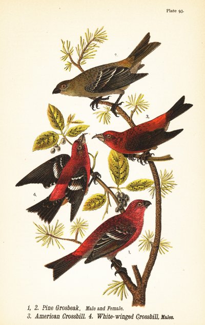 Pine grosbeak, Pinicola enucleator, mannetje 1, vrouwtje 2, Amerikaanse kruisbek of rode kruisbek, Loxia curvirostra 3, witvleugelkruisbek, Loxia leucoptera 4, mannetjes door John James (after) Audubon