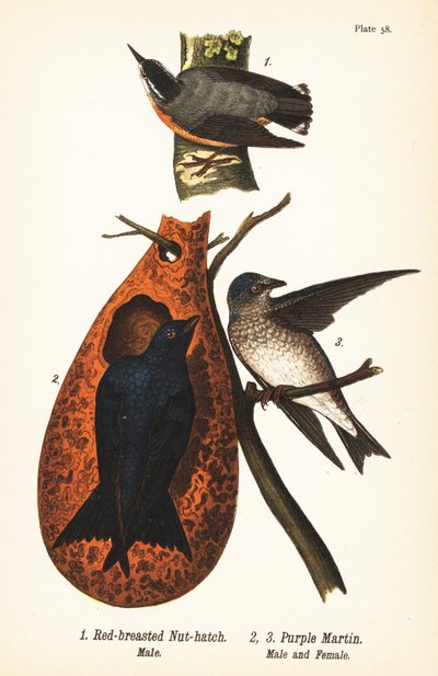 Roodborstboomklever, Sitta canadensis, mannetje en purperzwaluw, Progne subis, mannetje en vrouwtje door John James (after) Audubon