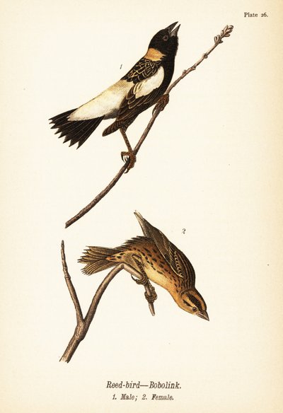 Bobolink, Dolichonyx oryzivorus, mannetje en vrouwtje door John James (after) Audubon