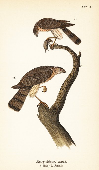 Sharp-shinned havik, Accipiter striatus, mannetje met prooi 1, vrouwtje 2 door John James (after) Audubon
