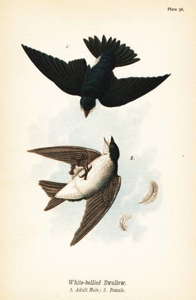 Boomzwaluw, Tachycineta bicolor door John James (after) Audubon