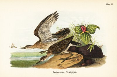 Graslandtaling, Bartramia longicauda door John James (after) Audubon