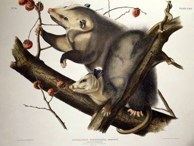 Virginische opossum, uit 