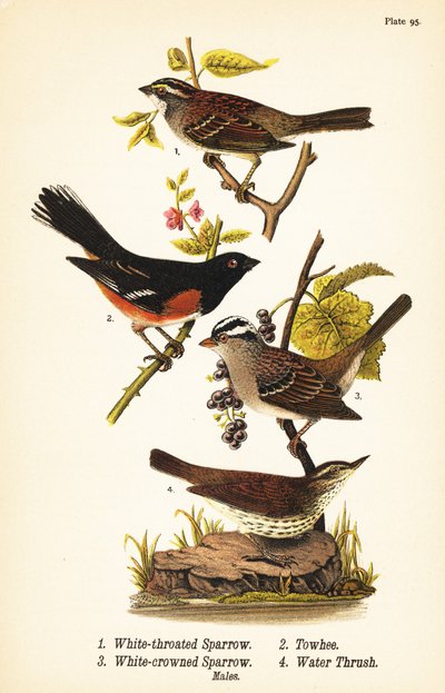 Witkeelgors, Zonotrichia albicollis 1, oostelijke towhee, Pipilo erythrophthalmus 2, witkruingors, Zonotrichia leucophrys 3, en noordelijke waterlijster, Parkesia noveboracensis 4 door John James (after) Audubon